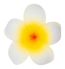 Single Plumeria Clip: White