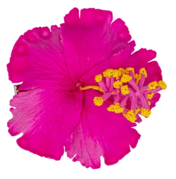 Hibiscus Hair Clip: Pink