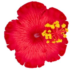 Hibiscus Hair Clip: Red