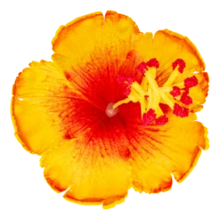 Hibiscus Hair Clip: Yellow